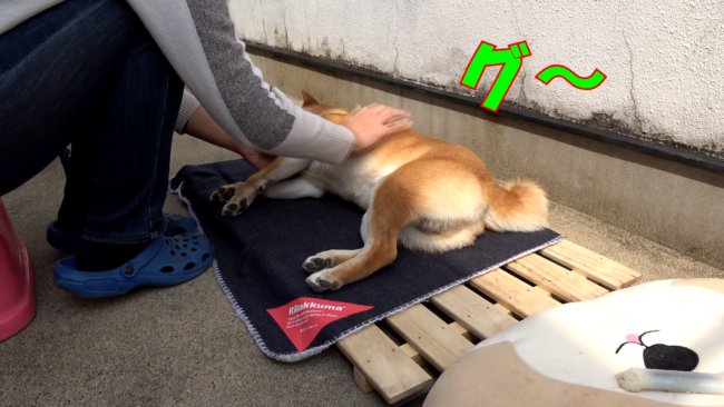 柴犬,YouTube