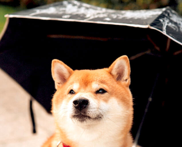 柴犬,レイングッズ