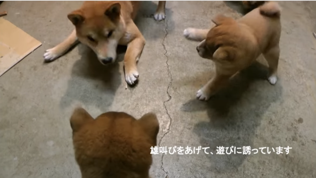 柴犬,YouTube