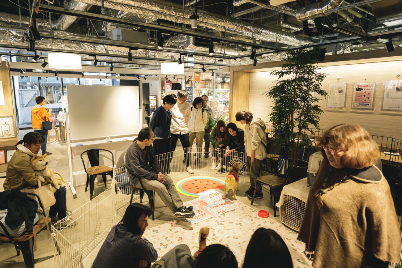 柴犬,保護犬,里親,譲渡会