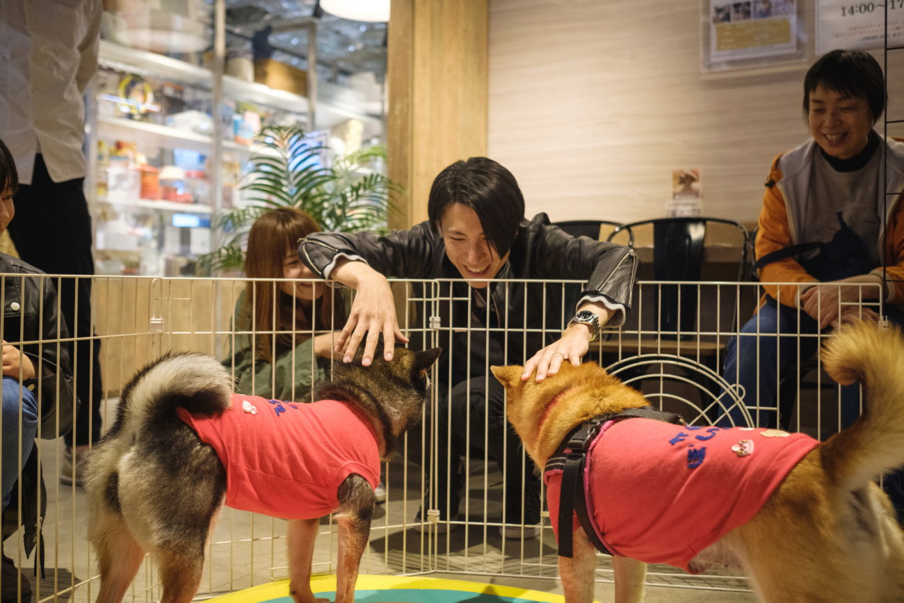 柴犬,保護犬,里親,譲渡会