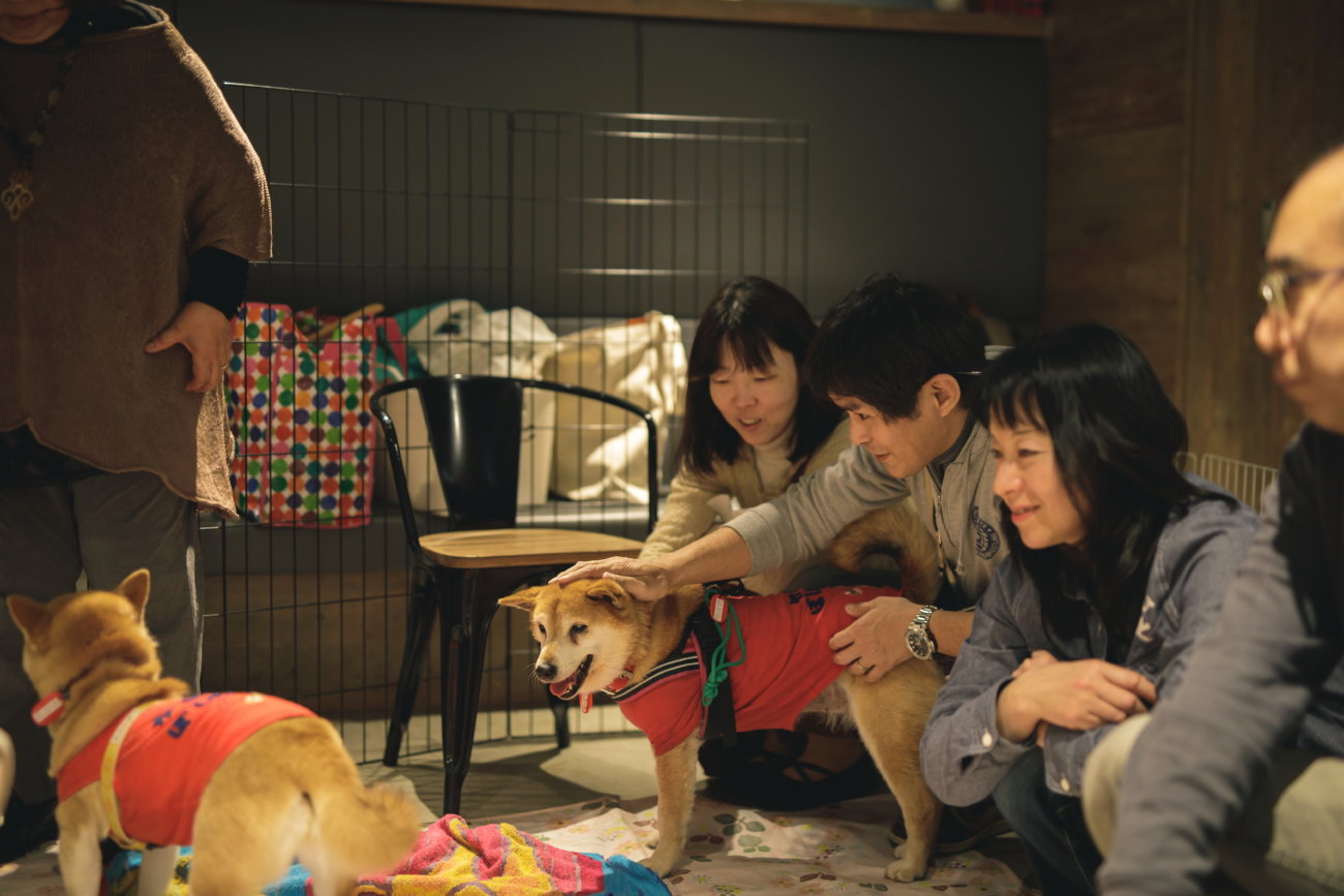 柴犬,保護犬,里親,譲渡会