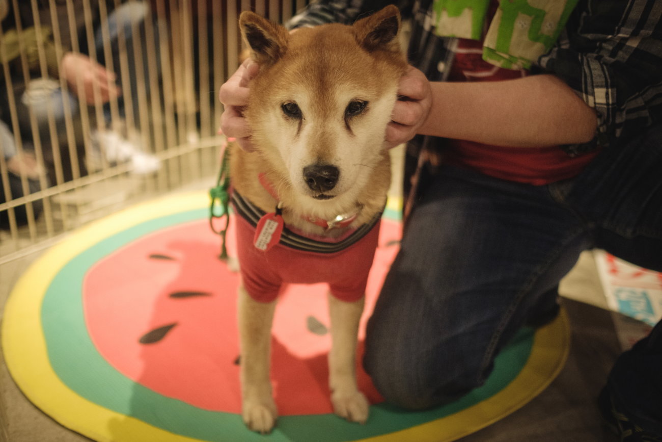 柴犬,保護犬,里親,譲渡会