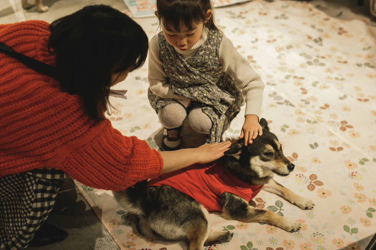 柴犬,保護犬,里親,譲渡会