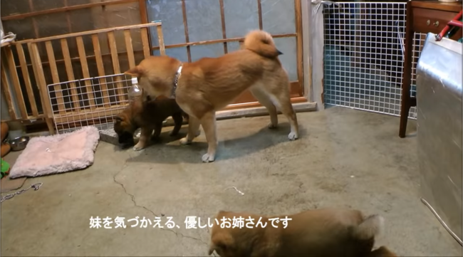 柴犬,YouTube