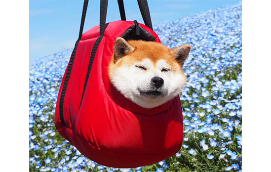 バッグに入って運ばれる柴犬の、持ち運ばれ方まとめ。 | 柴犬ライフ