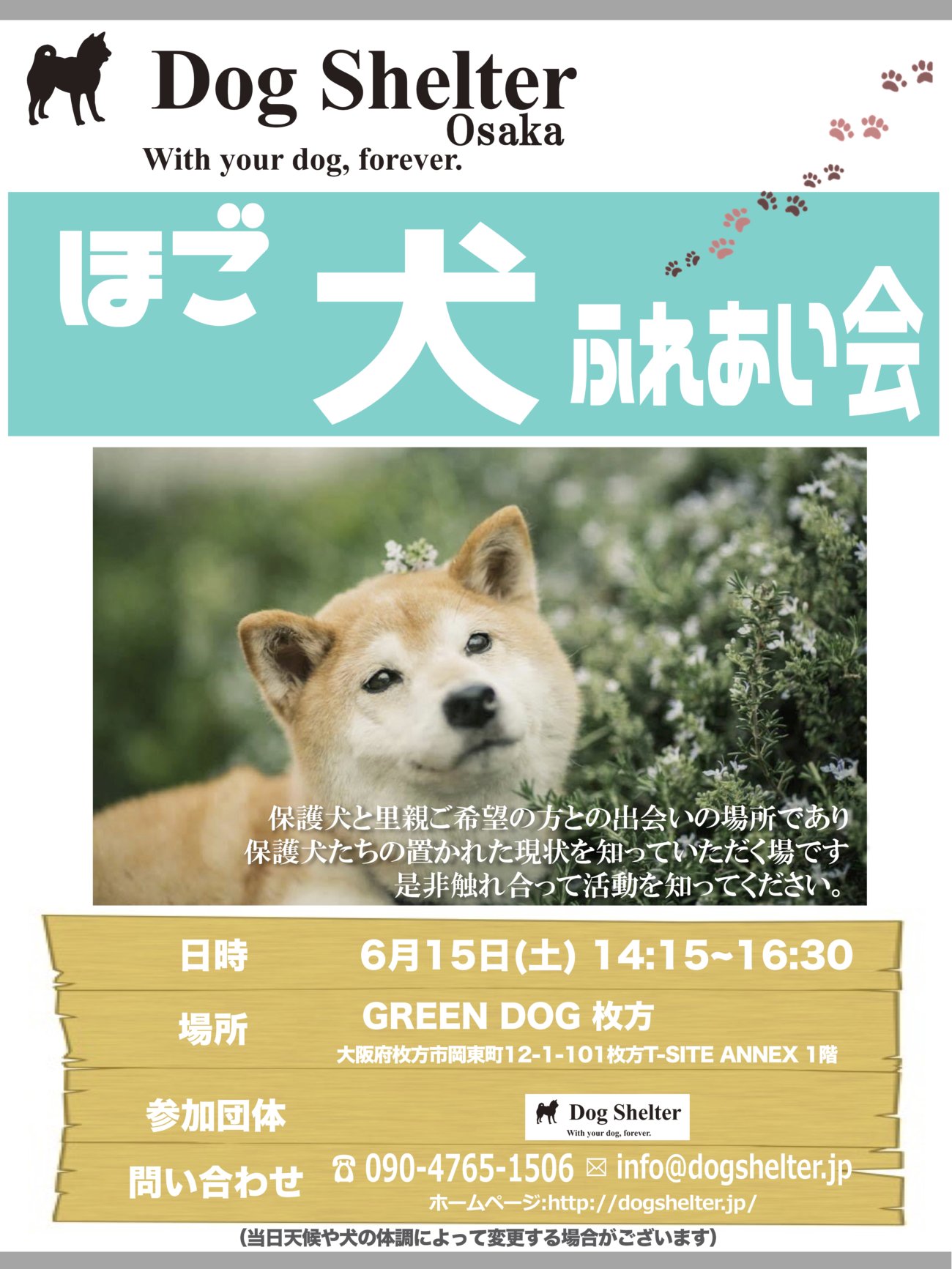 柴犬,保護犬,里親,譲渡会