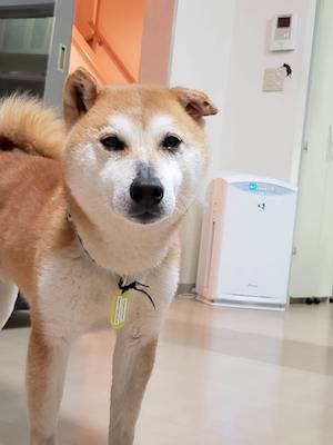 柴犬,里親,保護犬