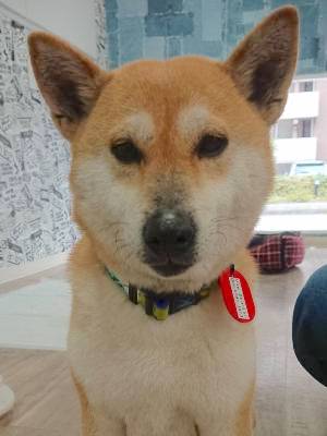 柴犬,里親,保護犬