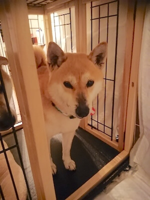 柴犬,里親,保護犬