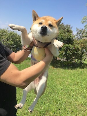 柴犬,里親,保護犬