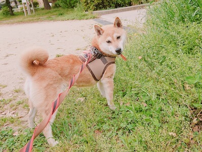 柴犬,里親,保護犬