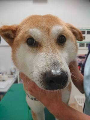 柴犬,里親,保護犬