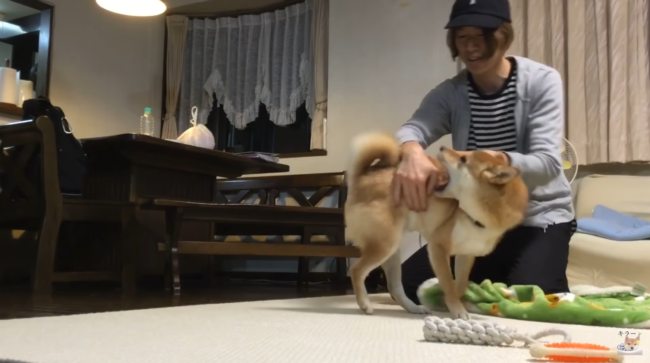 柴犬,YouTube