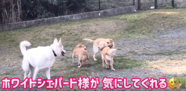 柴犬,YouTube