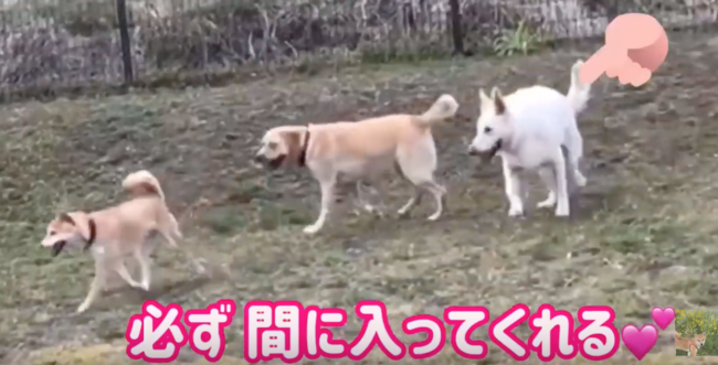 柴犬,YouTube