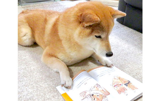 柴犬の生態か…ふむふむ。」真面目に読書をしている（風な）柴犬たちが