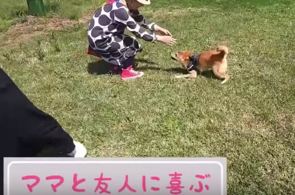 柴犬,YouTube