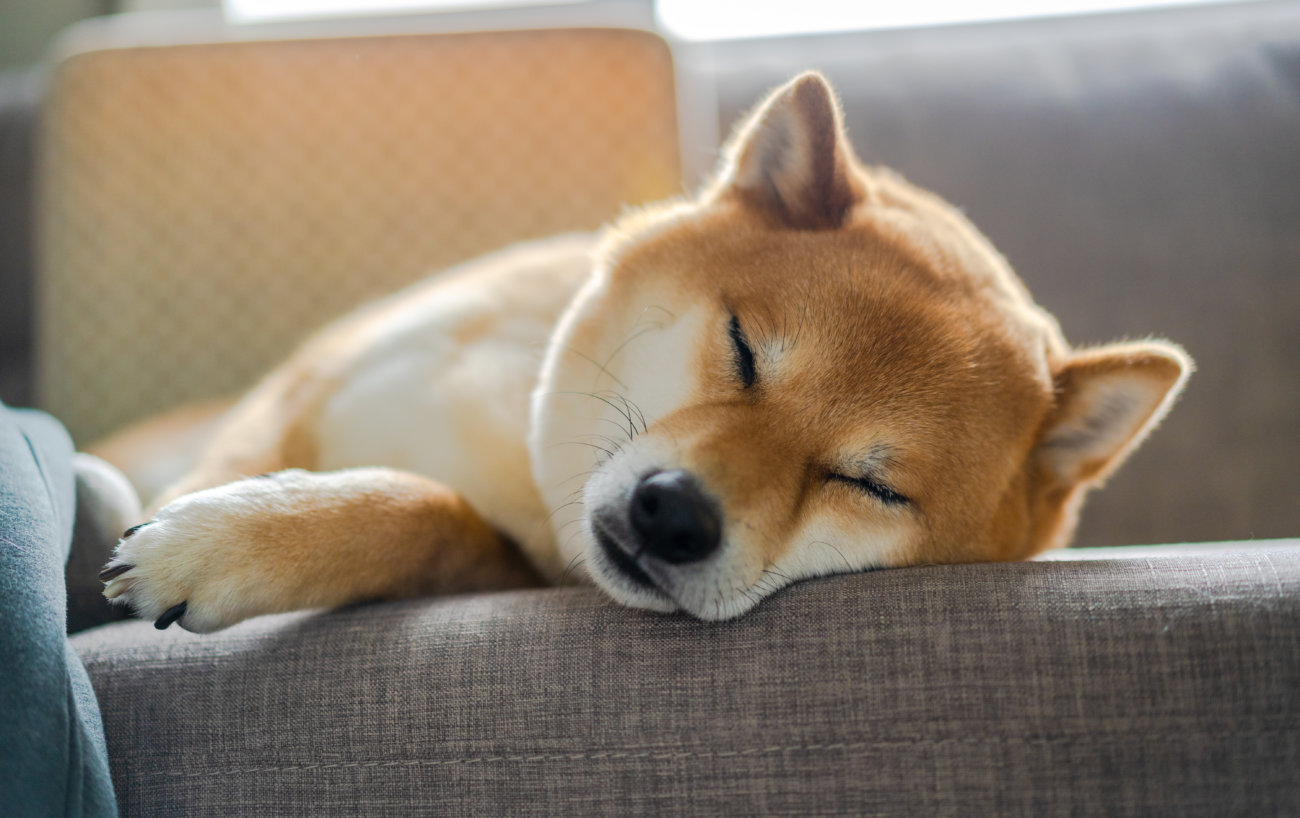 柴犬,ジアイーノ