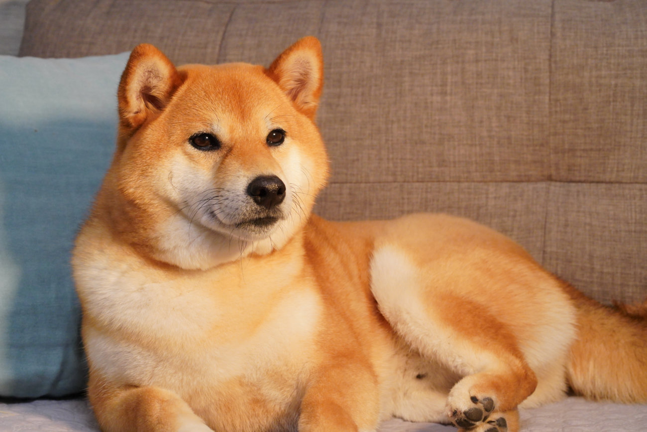 柴犬,ジアイーノ