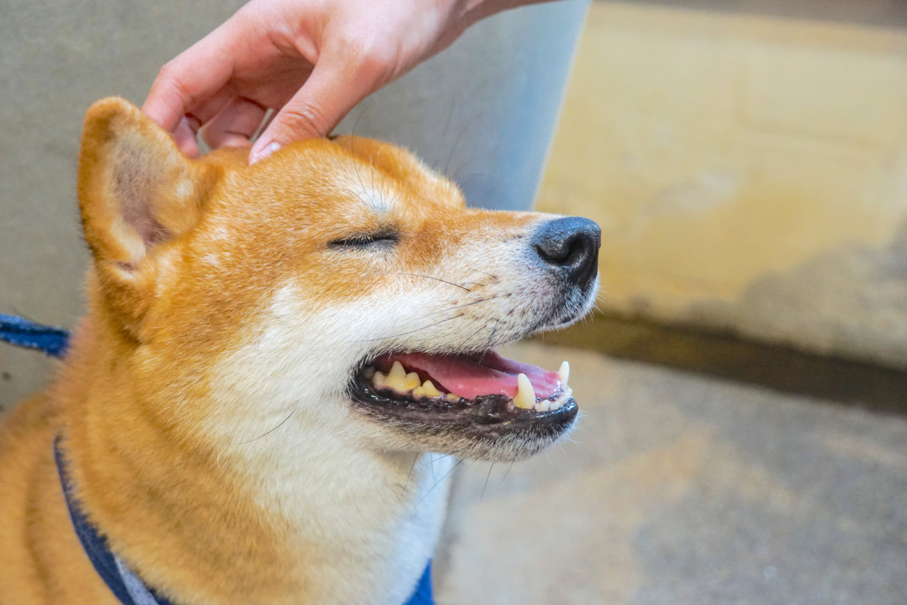 柴犬,ジアイーノ