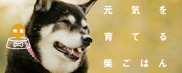 【特集】元気を育てる柴ごはん