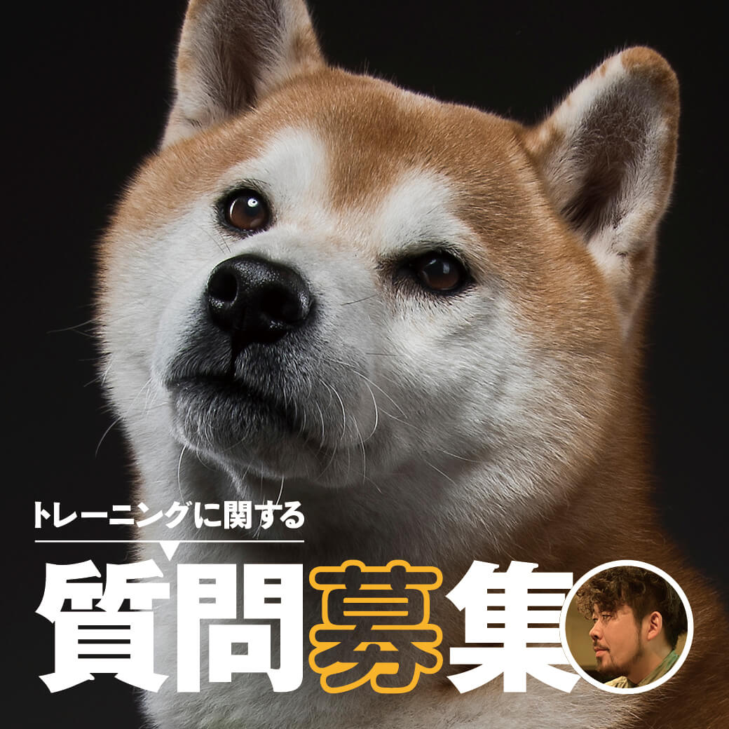 柴犬,トレーニング