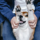 【特集】柴犬のお悩み解決NOTE