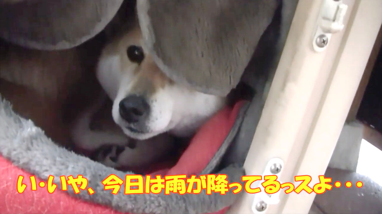 柴犬,YouTube