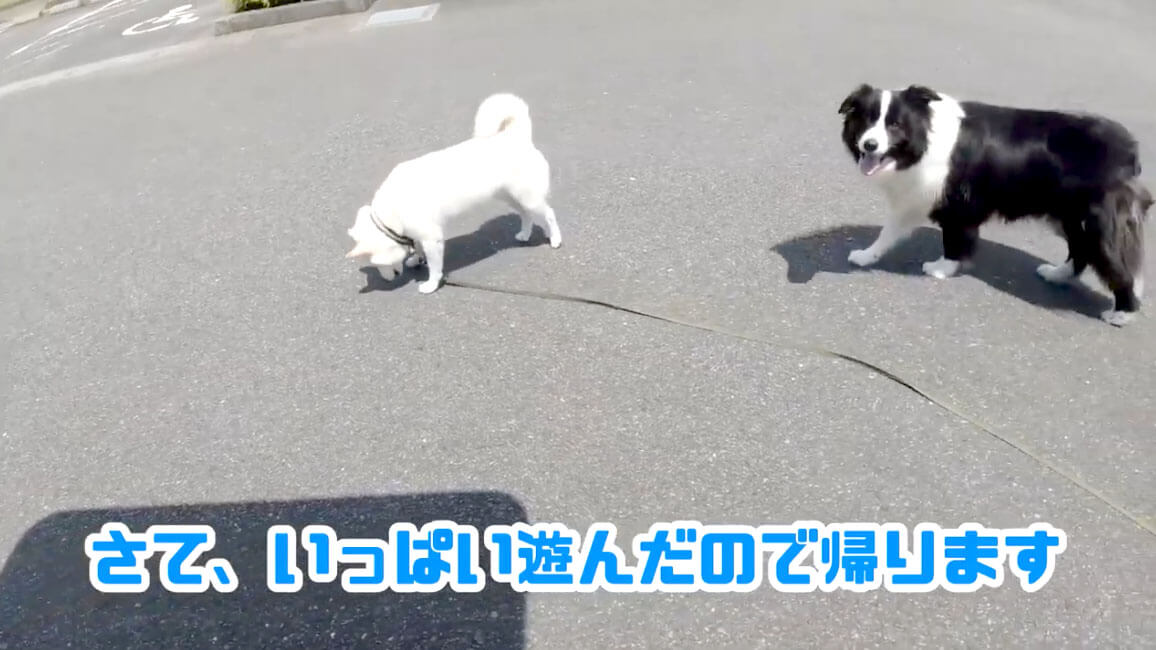 柴犬,YouTube