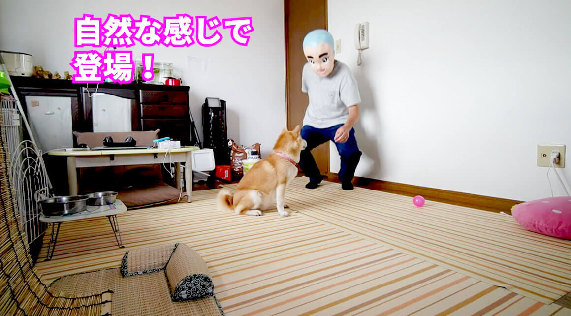 柴犬,YouTube