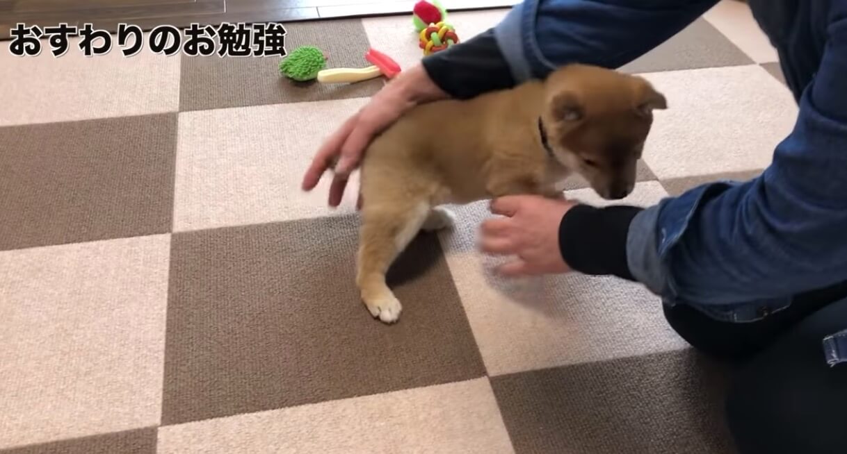 柴犬,YouTube