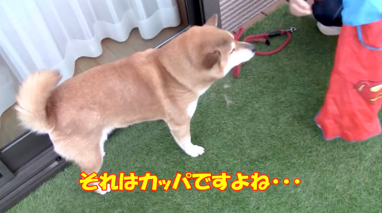 柴犬,YouTube