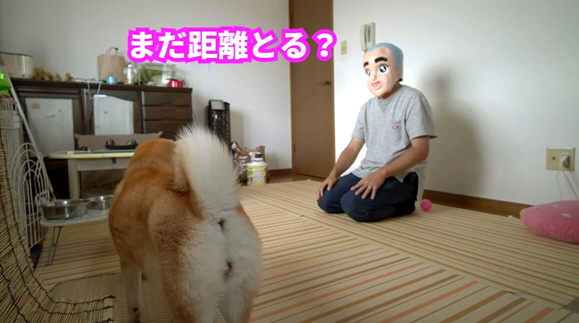柴犬,YouTube