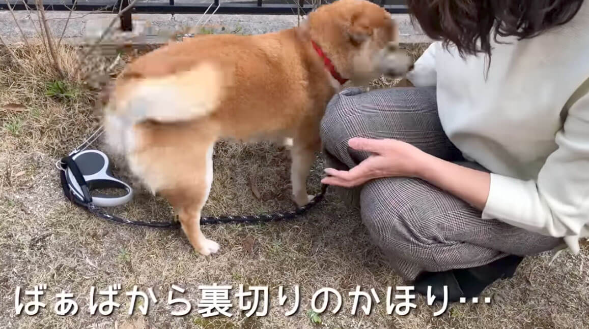 柴犬,YouTube