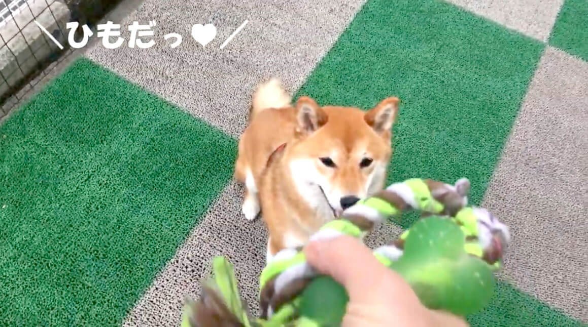 柴犬,YouTube