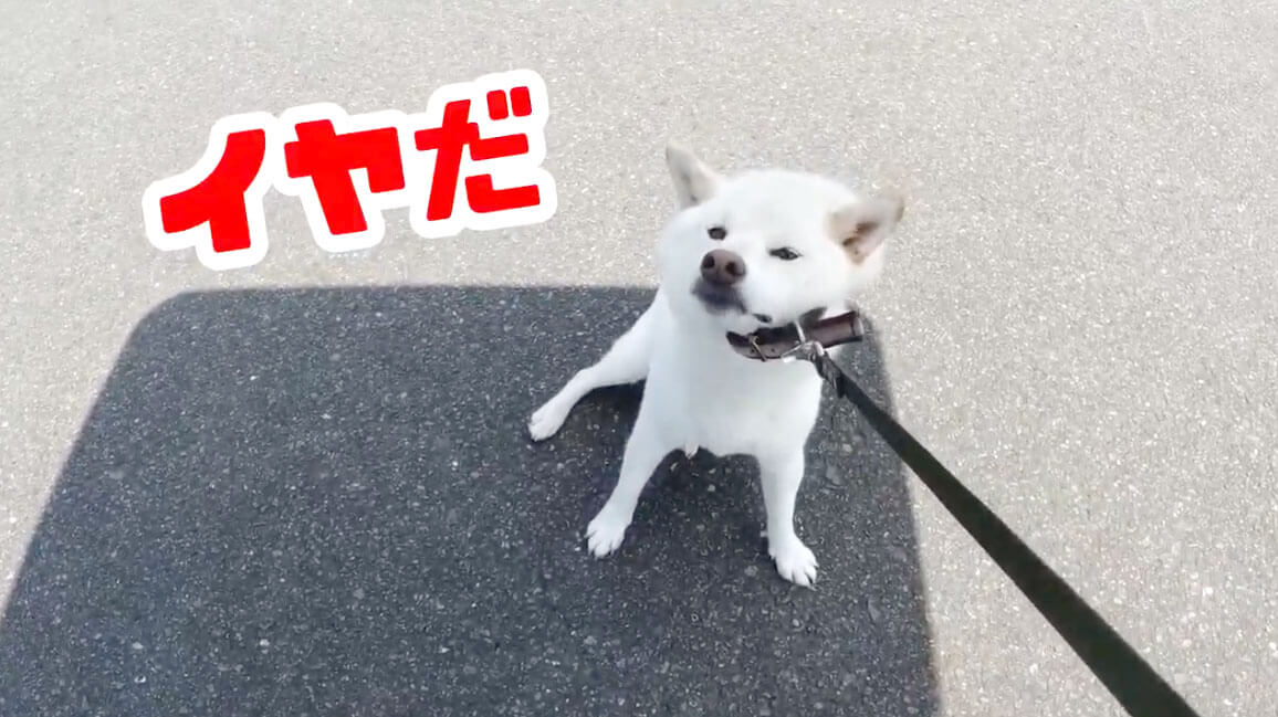 柴犬,YouTube