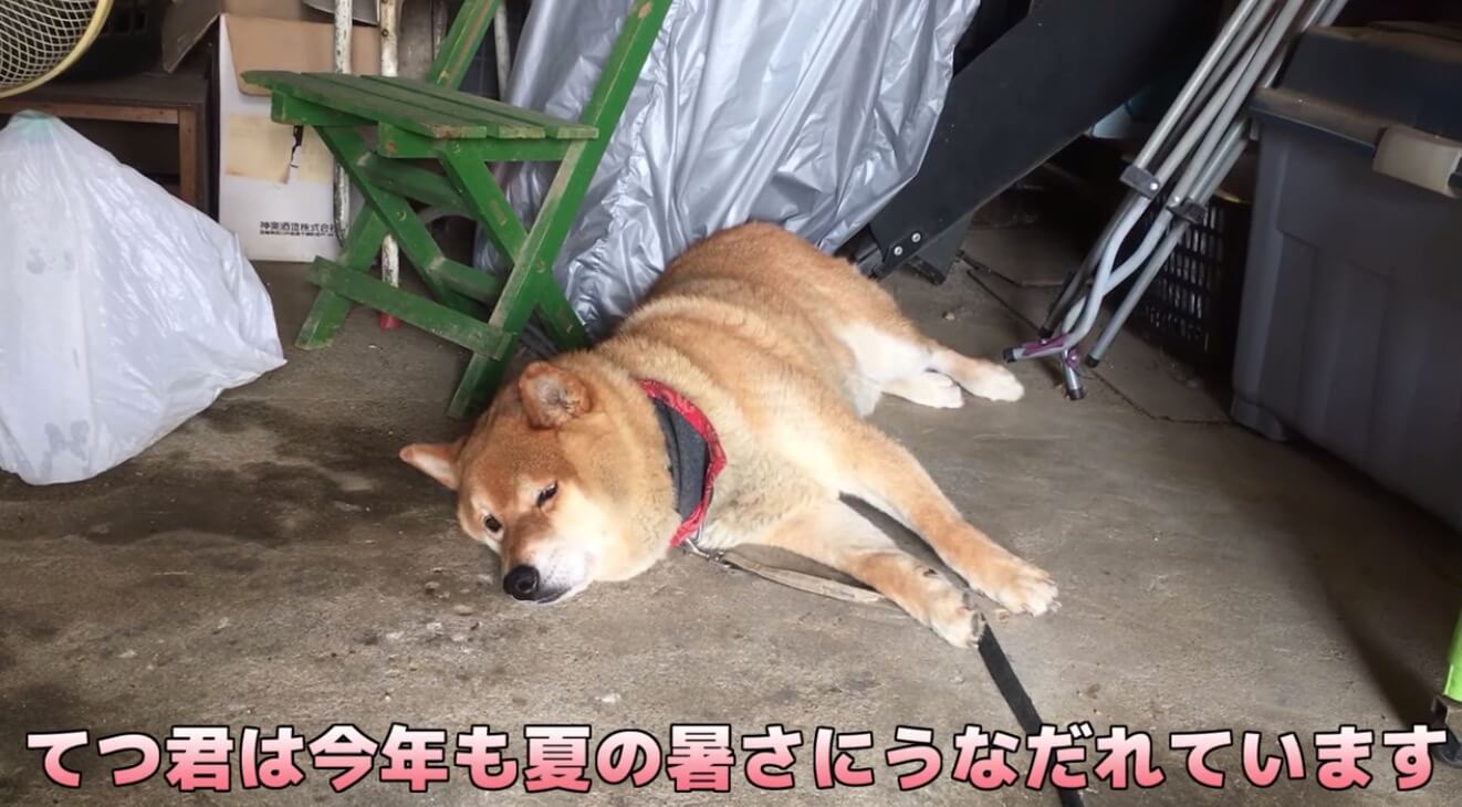 柴犬,YouTube