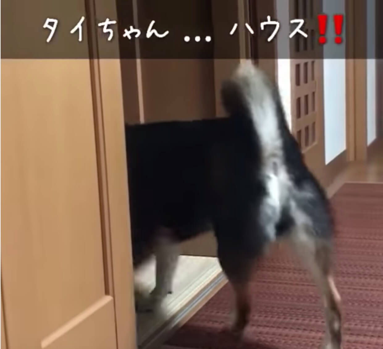 柴犬,YouTube