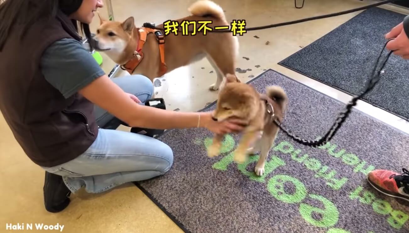 柴犬,YouTube