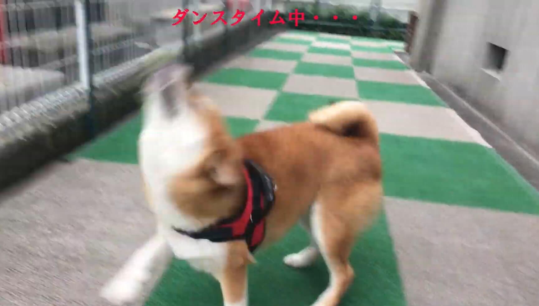 柴犬,YouTube