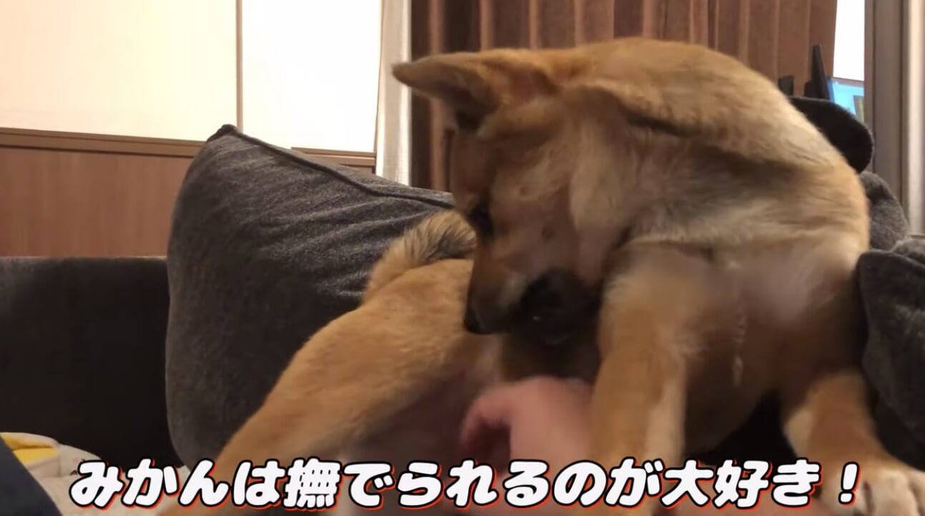 柴犬,YouTube
