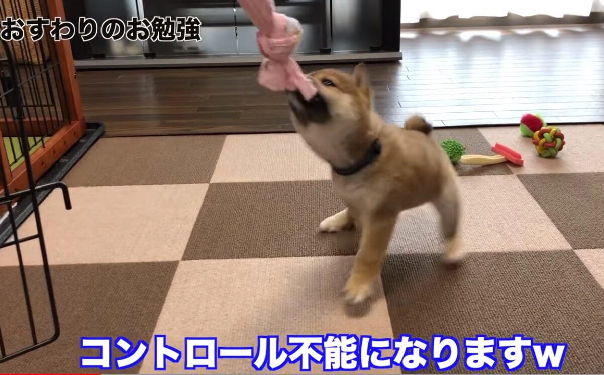 柴犬,YouTube