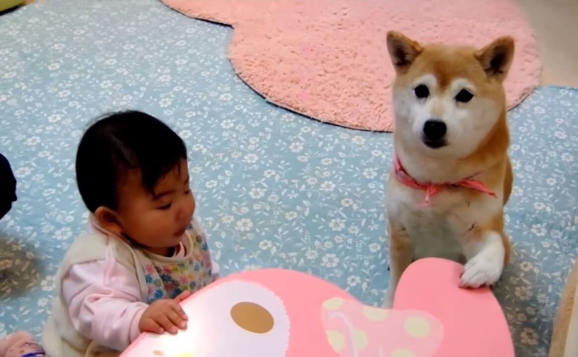 柴犬,YouTube