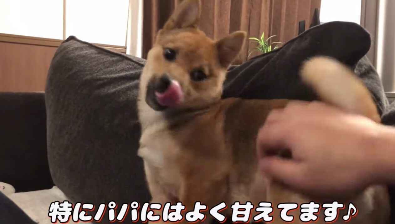 柴犬,YouTube