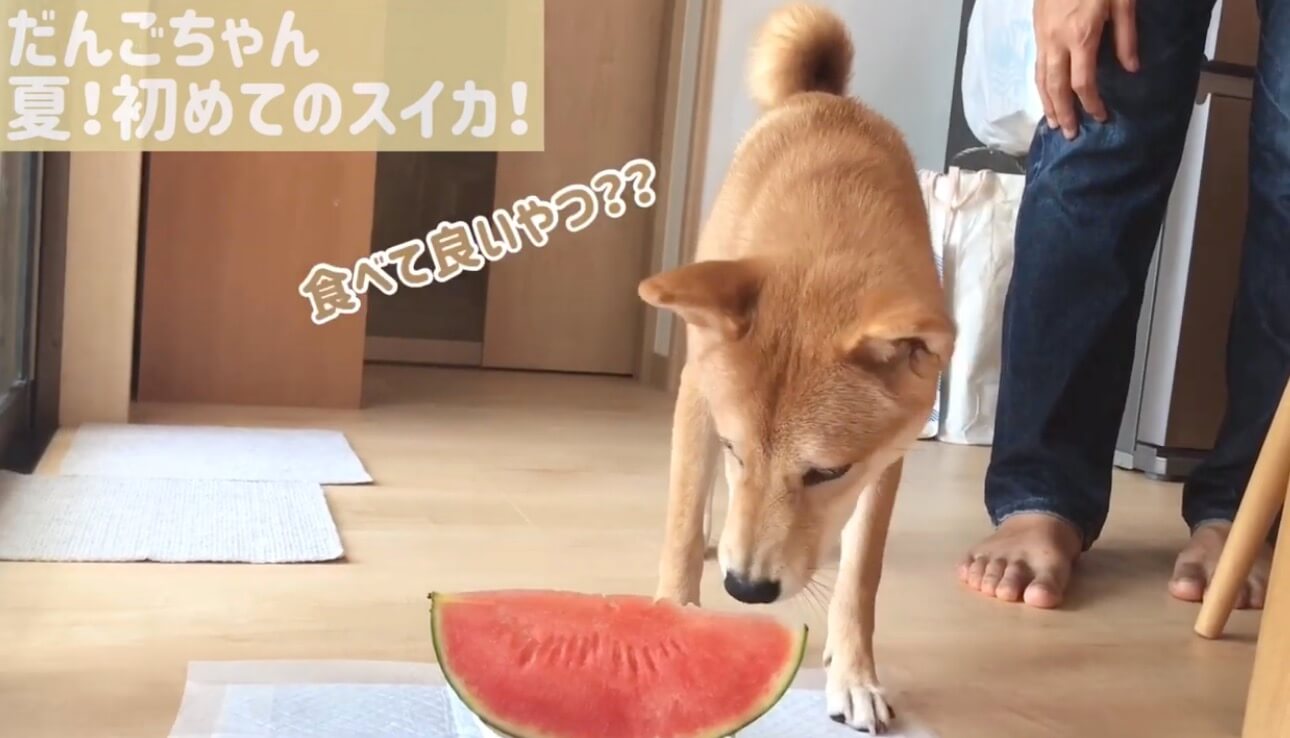 柴犬,YouTube