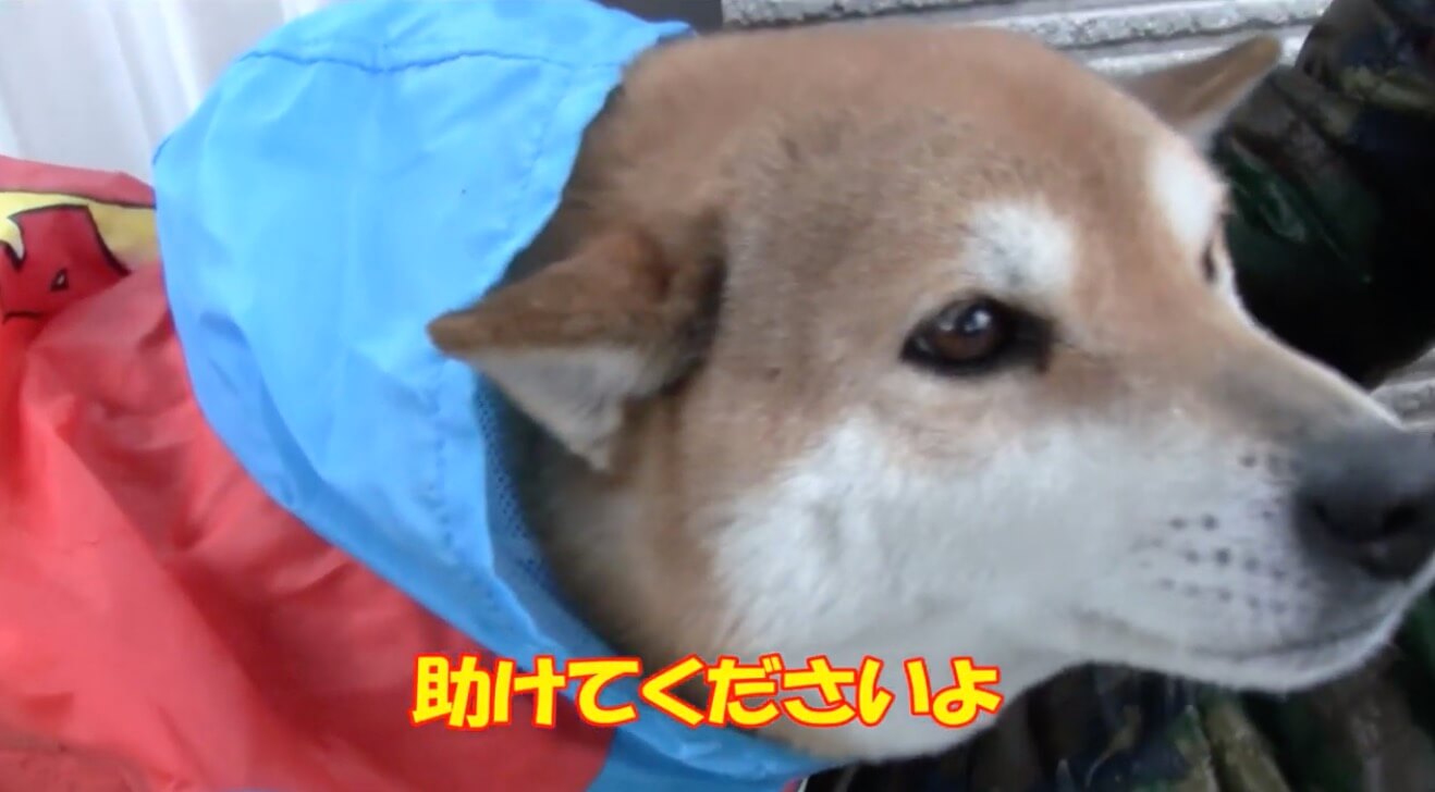 柴犬,YouTube