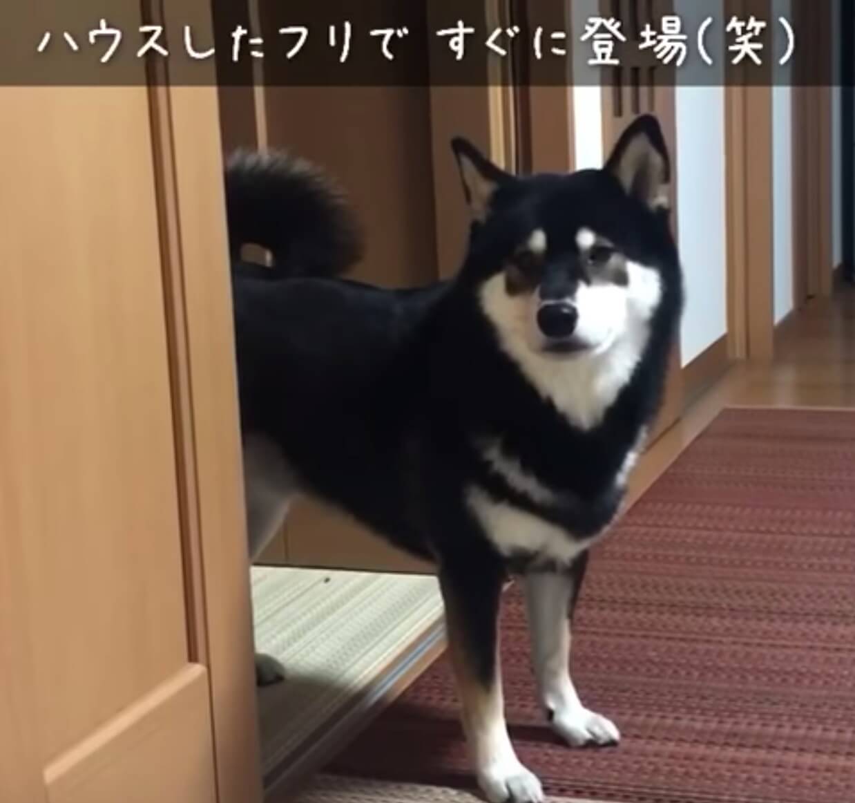 柴犬,YouTube