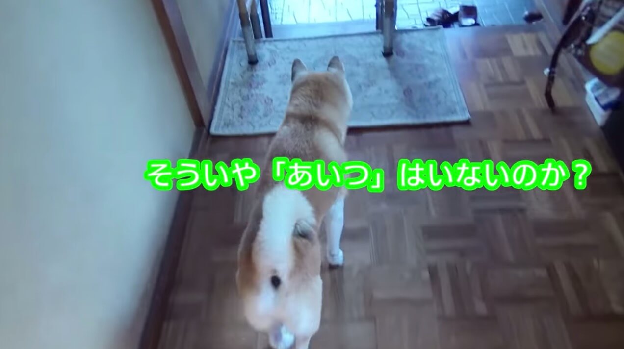 柴犬,YouTube