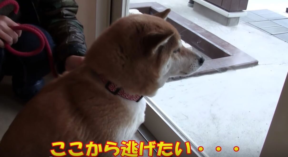 柴犬,YouTube